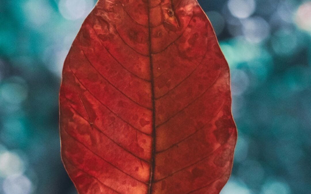 Mindful Living: A Guide to Building Resilience through Daily Practices